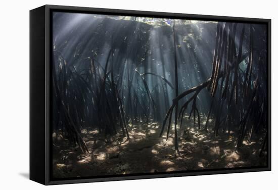 Beams of Sunlight Filter Among the Prop Roots of a Mangrove Forest-Stocktrek Images-Framed Stretched Canvas