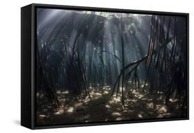 Beams of Sunlight Filter Among the Prop Roots of a Mangrove Forest-Stocktrek Images-Framed Stretched Canvas