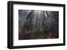 Beams of Sunlight Filter Among the Prop Roots of a Mangrove Forest-Stocktrek Images-Framed Photographic Print