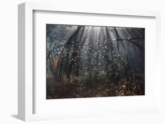 Beams of Sunlight Filter Among the Prop Roots of a Mangrove Forest-Stocktrek Images-Framed Photographic Print