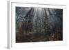 Beams of Sunlight Filter Among the Prop Roots of a Mangrove Forest-Stocktrek Images-Framed Photographic Print