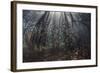 Beams of Sunlight Filter Among the Prop Roots of a Mangrove Forest-Stocktrek Images-Framed Photographic Print