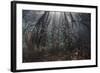 Beams of Sunlight Filter Among the Prop Roots of a Mangrove Forest-Stocktrek Images-Framed Photographic Print