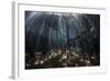 Beams of Sunlight Filter Among the Prop Roots of a Mangrove Forest-Stocktrek Images-Framed Photographic Print