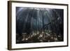 Beams of Sunlight Filter Among the Prop Roots of a Mangrove Forest-Stocktrek Images-Framed Photographic Print