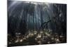 Beams of Sunlight Filter Among the Prop Roots of a Mangrove Forest-Stocktrek Images-Mounted Photographic Print