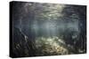 Beams of Sunlight Shine Down into a Mangrove Forest-Stocktrek Images-Stretched Canvas