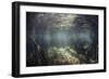 Beams of Sunlight Shine Down into a Mangrove Forest-Stocktrek Images-Framed Photographic Print