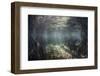 Beams of Sunlight Shine Down into a Mangrove Forest-Stocktrek Images-Framed Photographic Print