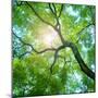Beams of the Sun-Triff-Mounted Photographic Print