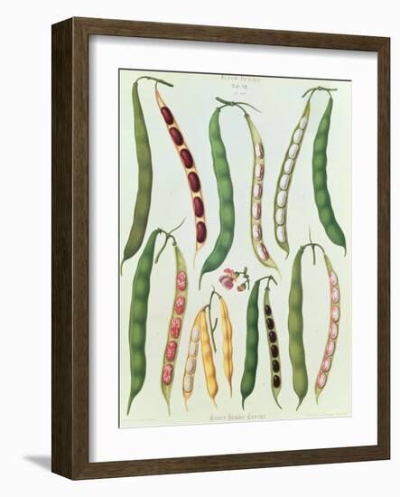 Beans, Tab VII from the 'Album Benary', engraved by G. Severeyns, 1876-Ernst Benary-Framed Giclee Print