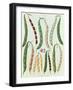 Beans, Tab VII from the 'Album Benary', engraved by G. Severeyns, 1876-Ernst Benary-Framed Giclee Print