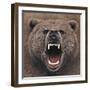 Bear 2-Harro Maass-Framed Giclee Print