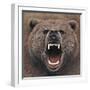 Bear 2-Harro Maass-Framed Giclee Print