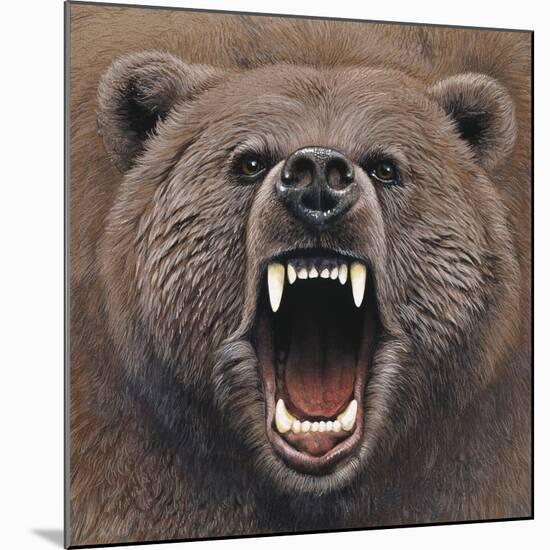 Bear 2-Harro Maass-Mounted Giclee Print