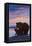 Bear and Cub, Fairbanks, Alaska-Lantern Press-Framed Stretched Canvas