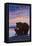 Bear and Cub, Skagway, Alaska-Lantern Press-Framed Stretched Canvas