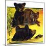 "Bear and Cubs in River,"August 25, 1934-Jack Murray-Mounted Giclee Print