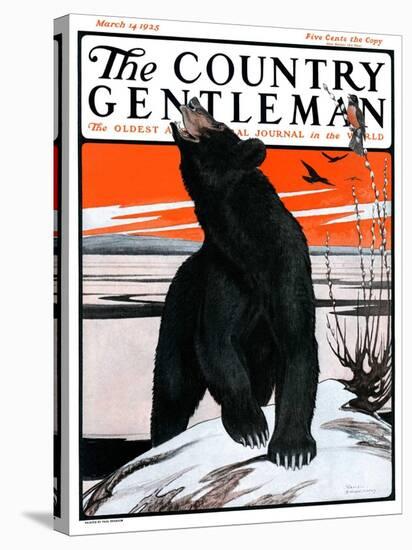 "Bear and Robin Welcome Spring," Country Gentleman Cover, March 14, 1925-Paul Bransom-Stretched Canvas