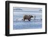 Bear and the Gulls-wildnerdpix-Framed Photographic Print