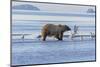 Bear and the Gulls-wildnerdpix-Mounted Photographic Print