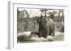 Bear at Yosemite, California-null-Framed Art Print