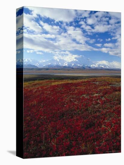 Bear Berries, Mt. Mckinley, AK-John Luke-Stretched Canvas
