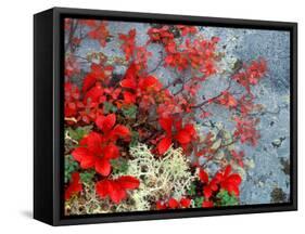 Bear Berry and Blue Berry in Autumn, Denali National Park, Alaska, USA-Darrell Gulin-Framed Stretched Canvas