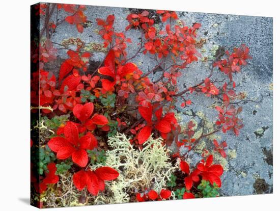 Bear Berry and Blue Berry in Autumn, Denali National Park, Alaska, USA-Darrell Gulin-Stretched Canvas