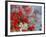 Bear Berry and Blue Berry in Autumn, Denali National Park, Alaska, USA-Darrell Gulin-Framed Photographic Print