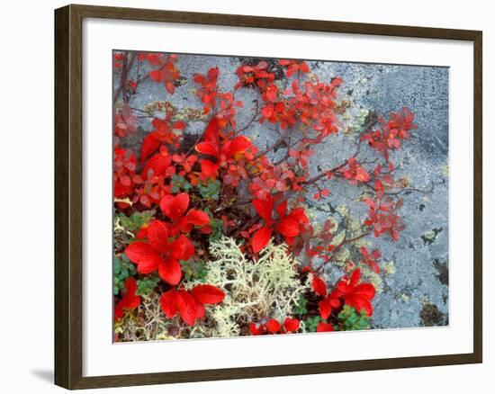 Bear Berry and Blue Berry in Autumn, Denali National Park, Alaska, USA-Darrell Gulin-Framed Photographic Print