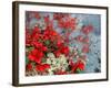 Bear Berry and Blue Berry in Autumn, Denali National Park, Alaska, USA-Darrell Gulin-Framed Photographic Print