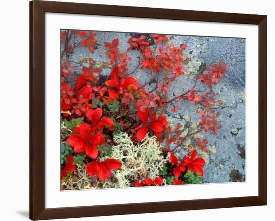 Bear Berry and Blue Berry in Autumn, Denali National Park, Alaska, USA-Darrell Gulin-Framed Photographic Print