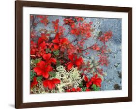 Bear Berry and Blue Berry in Autumn, Denali National Park, Alaska, USA-Darrell Gulin-Framed Photographic Print