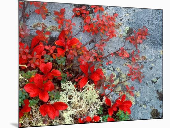 Bear Berry and Blue Berry in Autumn, Denali National Park, Alaska, USA-Darrell Gulin-Mounted Photographic Print