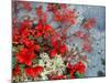 Bear Berry and Blue Berry in Autumn, Denali National Park, Alaska, USA-Darrell Gulin-Mounted Photographic Print