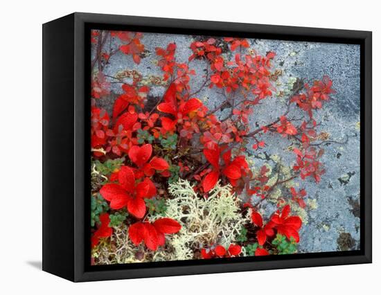 Bear Berry and Blue Berry in Autumn, Denali National Park, Alaska, USA-Darrell Gulin-Framed Stretched Canvas