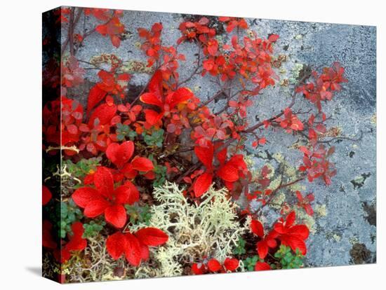 Bear Berry and Blue Berry in Autumn, Denali National Park, Alaska, USA-Darrell Gulin-Stretched Canvas