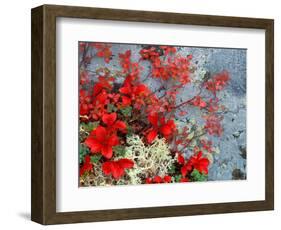 Bear Berry and Blue Berry in Autumn, Denali National Park, Alaska, USA-Darrell Gulin-Framed Photographic Print