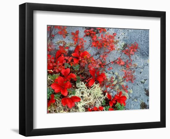 Bear Berry and Blue Berry in Autumn, Denali National Park, Alaska, USA-Darrell Gulin-Framed Photographic Print