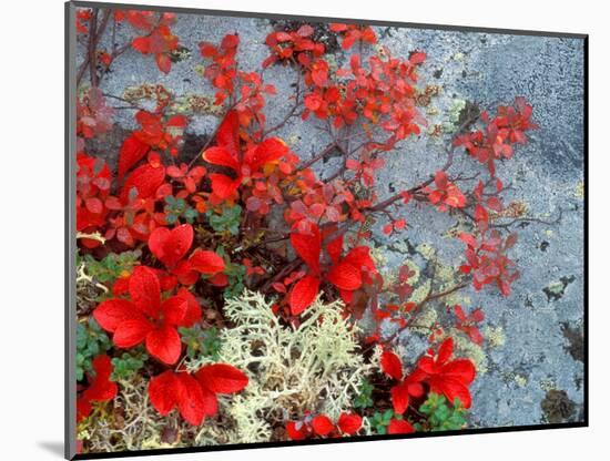 Bear Berry and Blue Berry in Autumn, Denali National Park, Alaska, USA-Darrell Gulin-Mounted Photographic Print