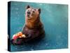 Bear Cools Off from the Summer Heat with a Frozen Watermelon in Rio De Janeiro's City Zoo-null-Stretched Canvas