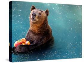Bear Cools Off from the Summer Heat with a Frozen Watermelon in Rio De Janeiro's City Zoo-null-Stretched Canvas