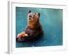 Bear Cools Off from the Summer Heat with a Frozen Watermelon in Rio De Janeiro's City Zoo-null-Framed Photographic Print