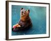 Bear Cools Off from the Summer Heat with a Frozen Watermelon in Rio De Janeiro's City Zoo-null-Framed Photographic Print