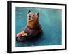 Bear Cools Off from the Summer Heat with a Frozen Watermelon in Rio De Janeiro's City Zoo-null-Framed Photographic Print