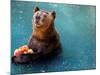 Bear Cools Off from the Summer Heat with a Frozen Watermelon in Rio De Janeiro's City Zoo-null-Mounted Photographic Print