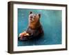 Bear Cools Off from the Summer Heat with a Frozen Watermelon in Rio De Janeiro's City Zoo-null-Framed Photographic Print