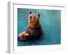 Bear Cools Off from the Summer Heat with a Frozen Watermelon in Rio De Janeiro's City Zoo-null-Framed Photographic Print