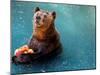 Bear Cools Off from the Summer Heat with a Frozen Watermelon in Rio De Janeiro's City Zoo-null-Mounted Photographic Print